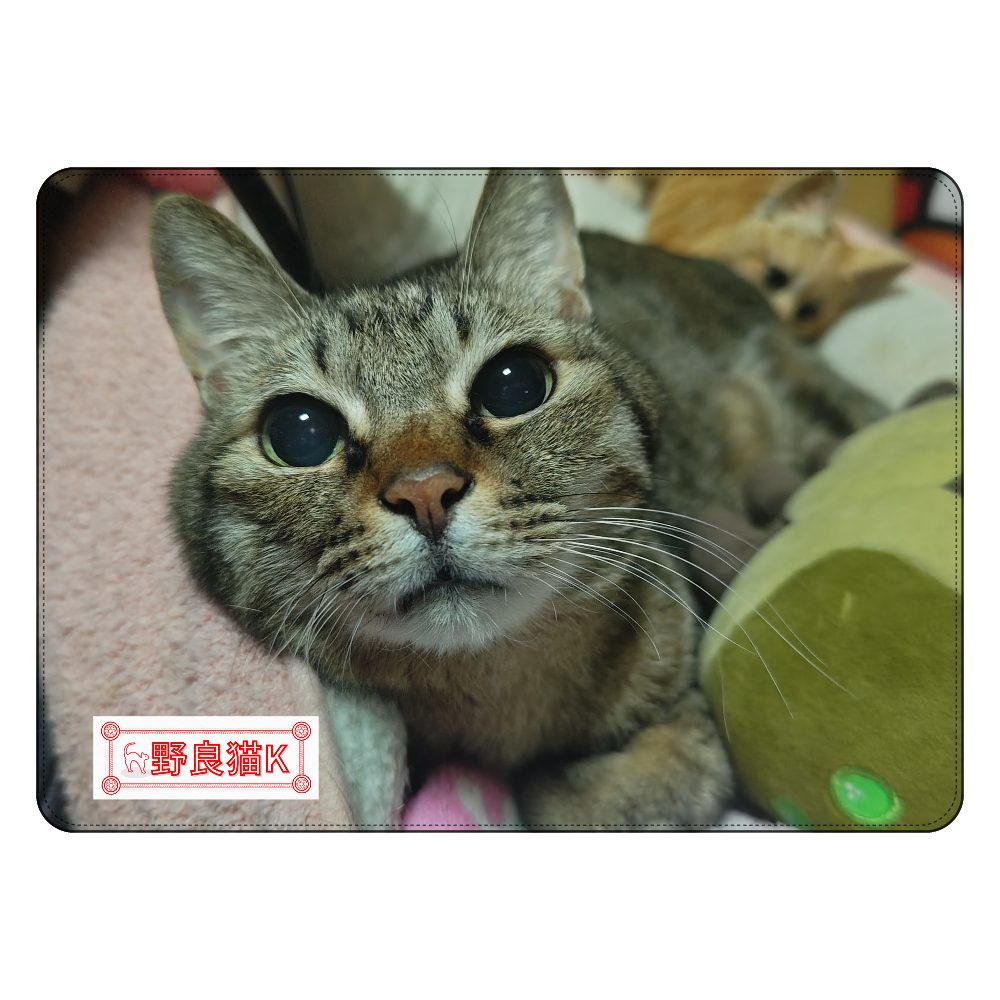 荊夏ちゃんタブレットケース汎用M タブレットケース汎用Mサイズ