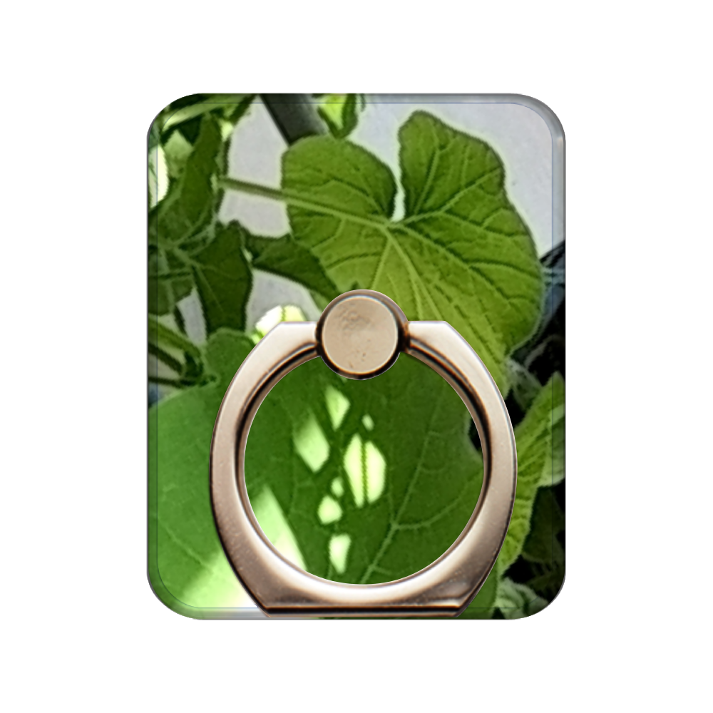 栗かぼちゃの芽吹き スマホリング