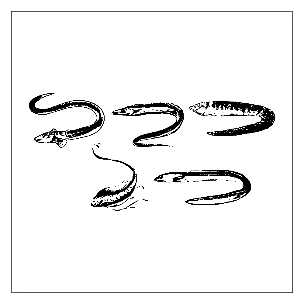 ヒョロナガイ魚シリーズ アクリルブロック