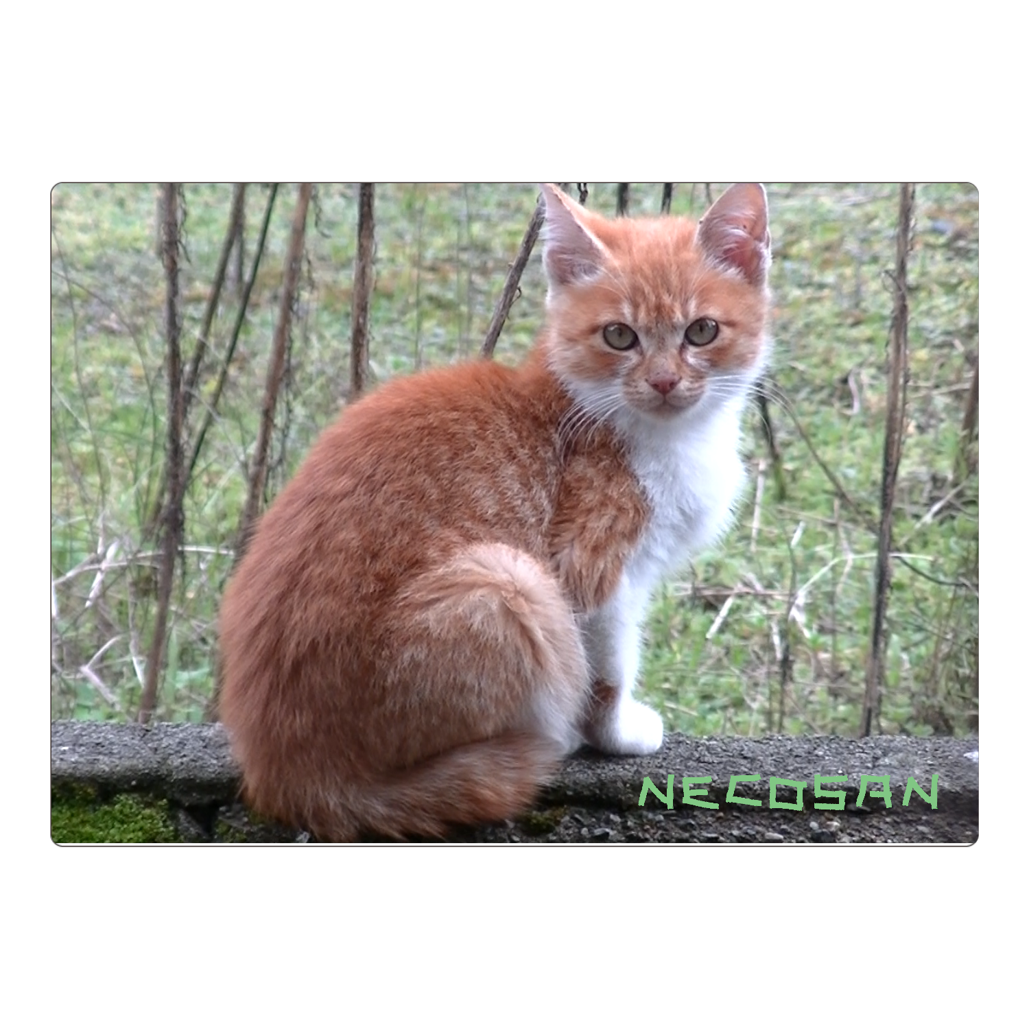 野良だった頃の子猫さんジグソーパズル A4サイズ 104ピースの