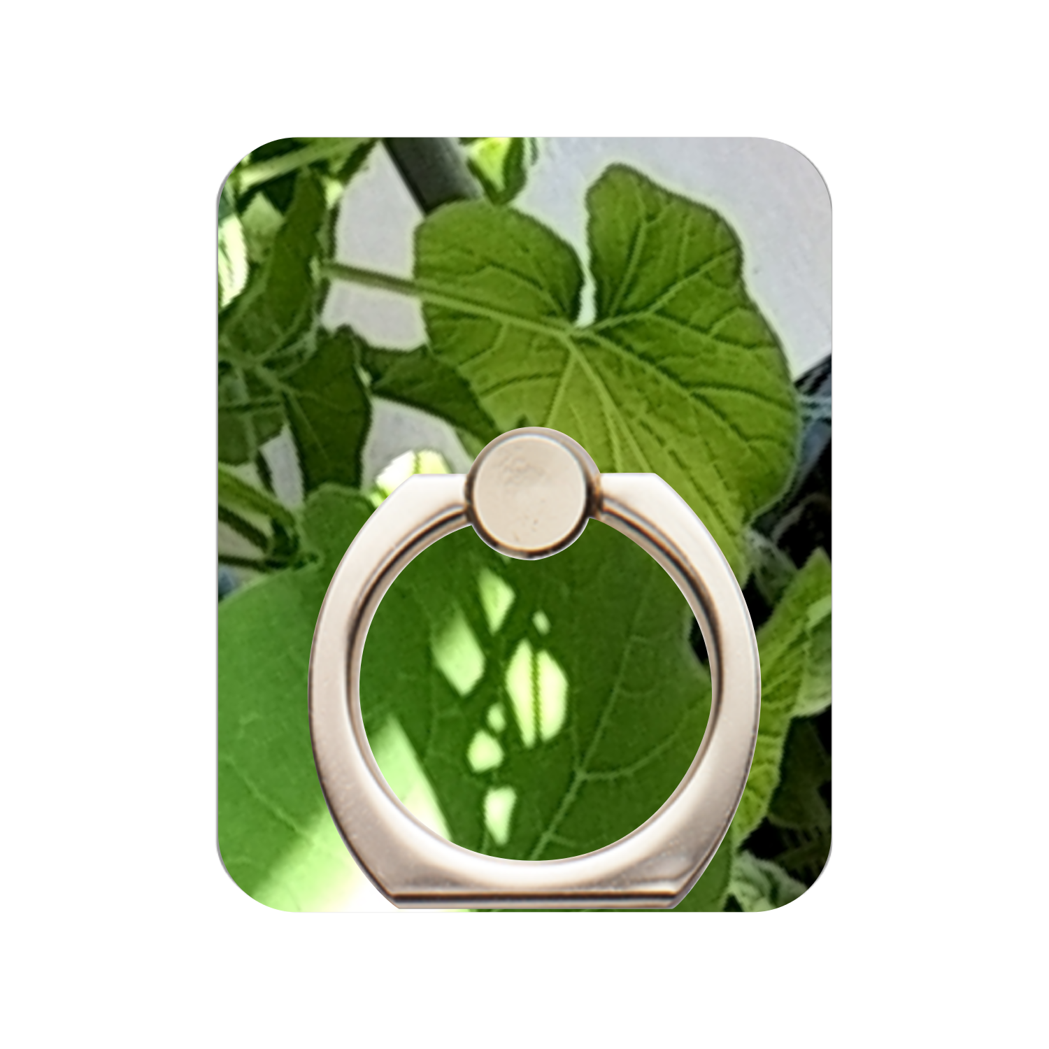 栗かぼちゃの芽吹き スマホリング