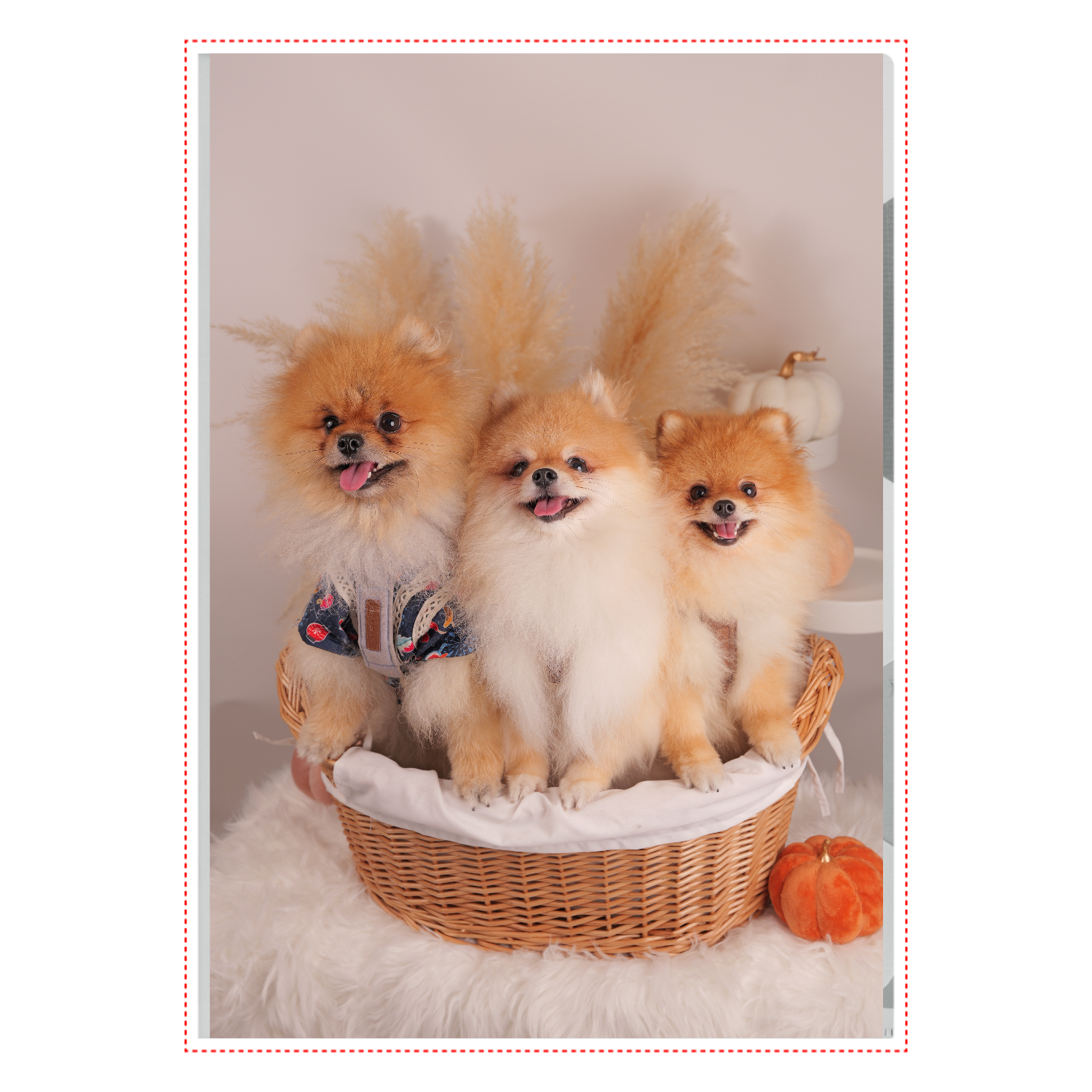 A4クリアファイル A4クリアファイル