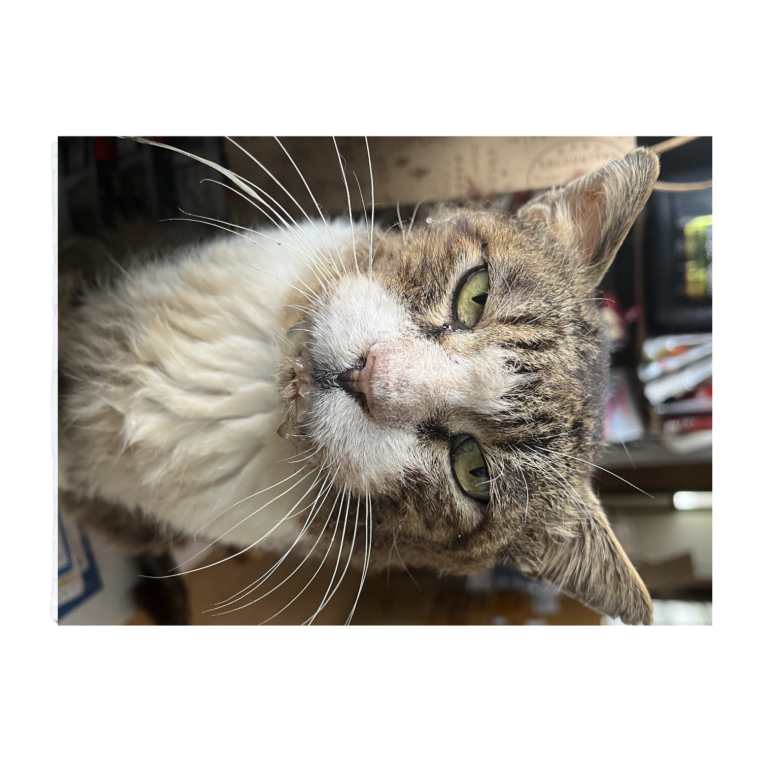 チャー坊 呆れ顔 全面ピクチャースタイルブランケット（Ｓ）