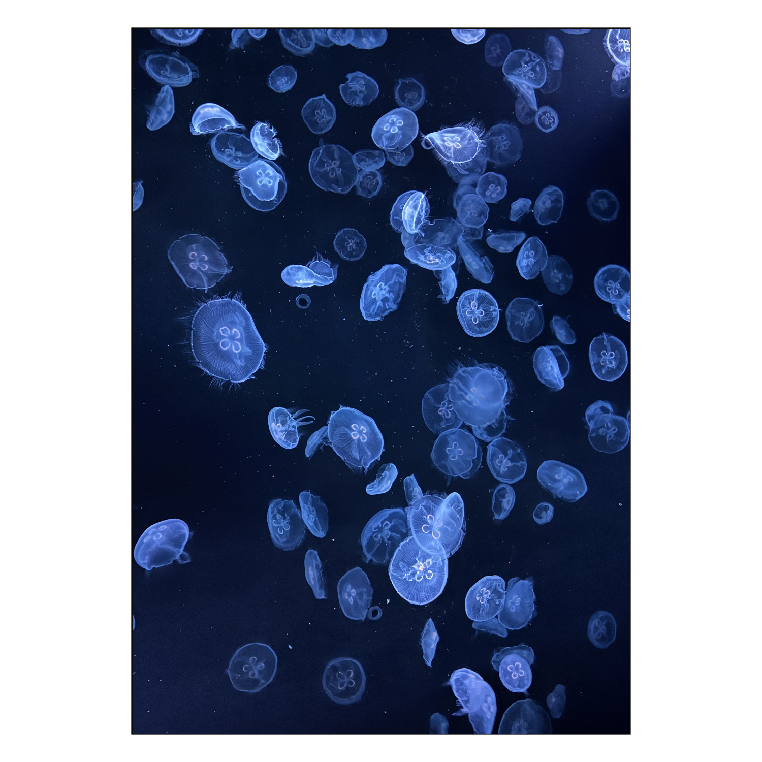 水中を泳ぐクラゲ ポスター Ａ１サイズ