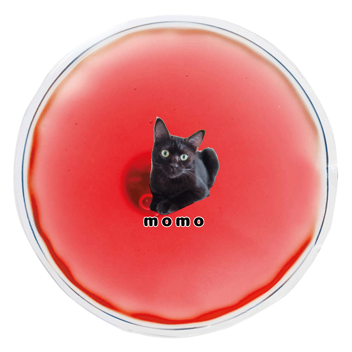 黒ねこももちゃん リサイクルエコカイロ