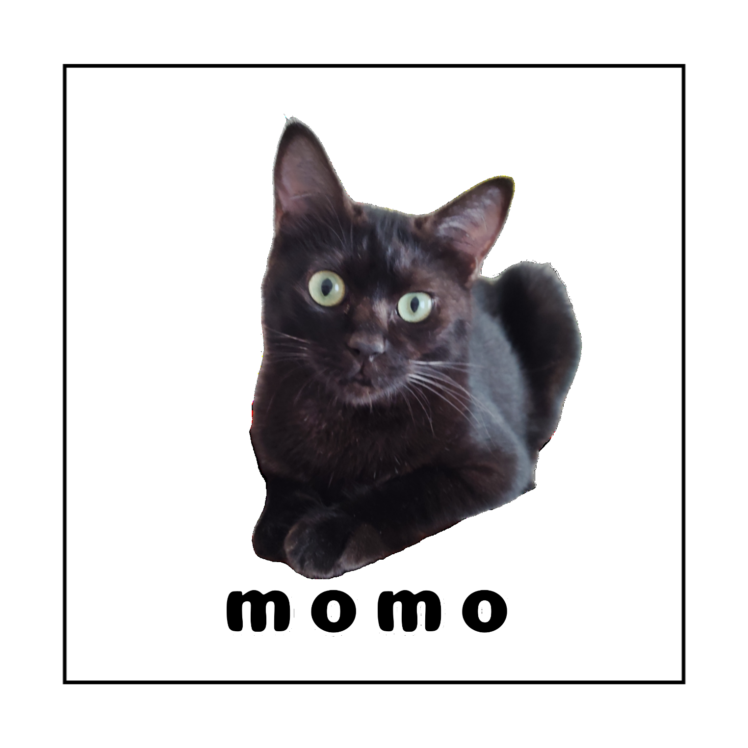 黒ねこももちゃん 全面プリント コットンWフェイスミニタオル