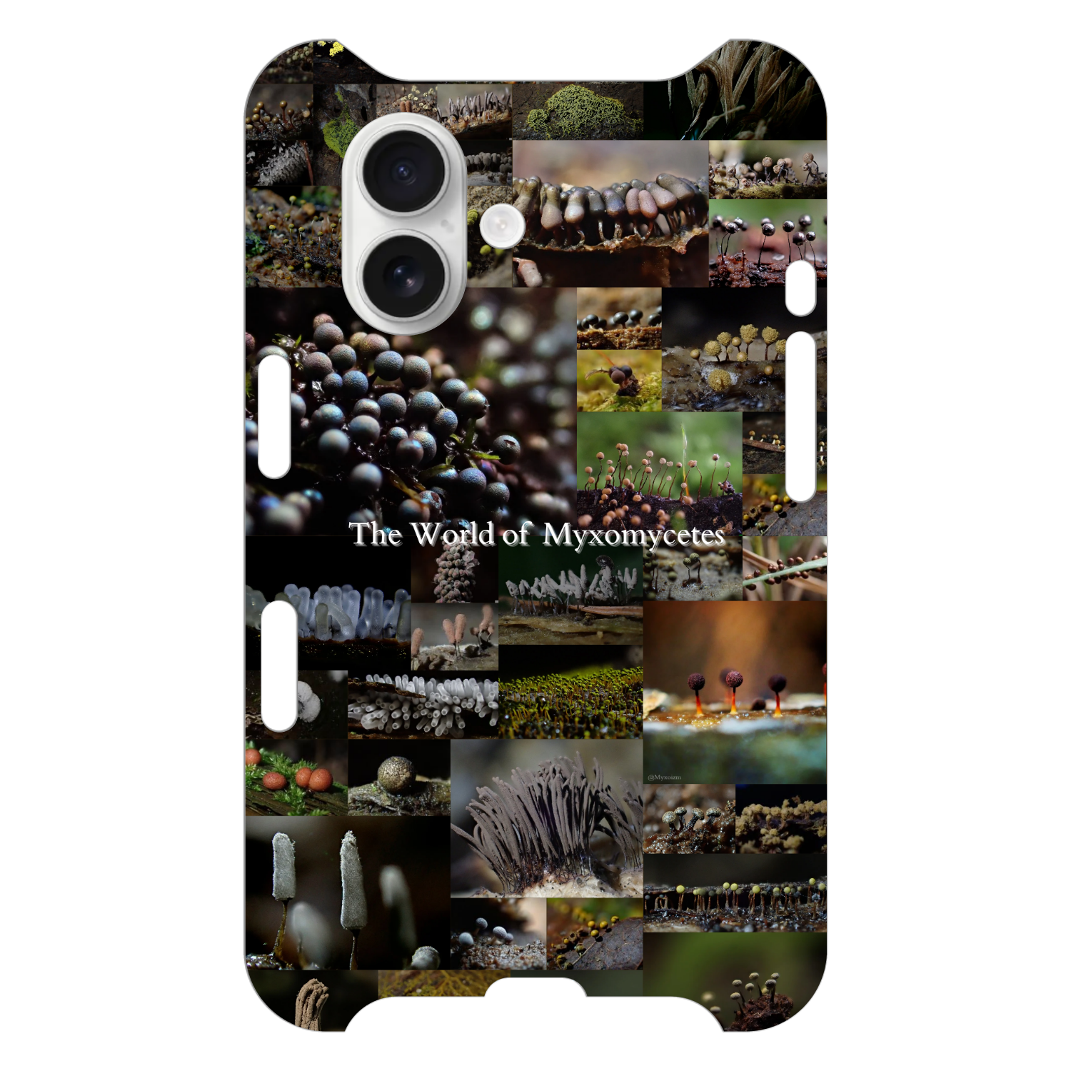 The World of Myxomycetes / iPhone16 iPhone16