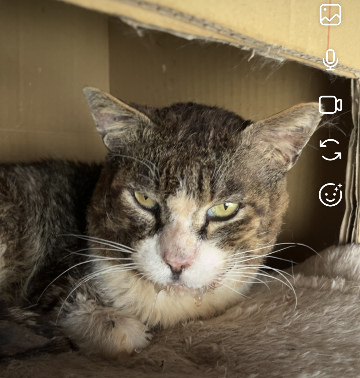 チャー坊 何の用だよ？ 湯呑(M)