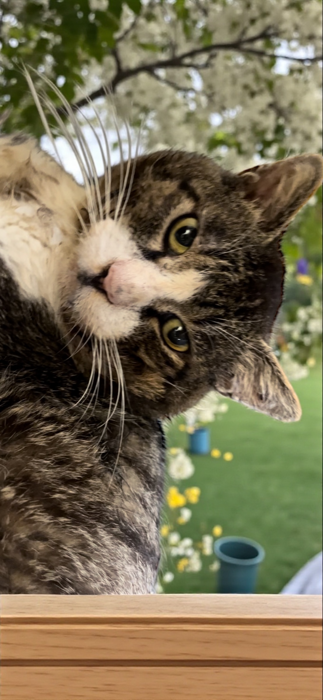 チャー坊 きゅるん インジケータ有バッテリー4000mAh