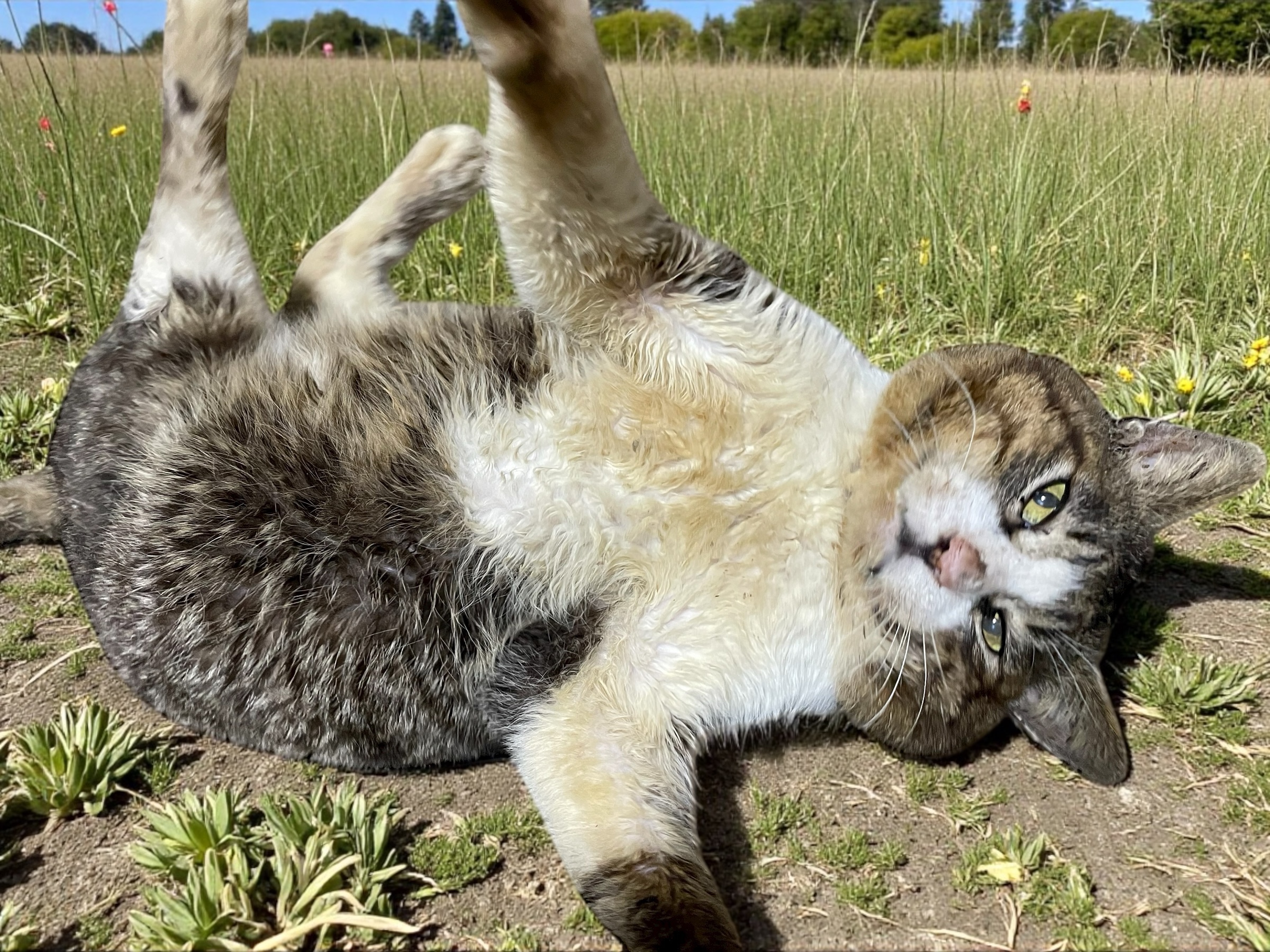 チャー坊 早くちょーだい スタンドワイヤレス充電器コンパクトタイプ 5W