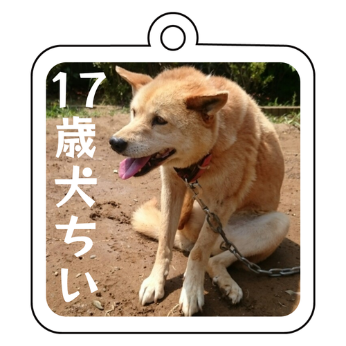17歳犬ちい②癖のある座り方　キーホルダー(アクリル) アクリルキーホルダー　四角型 (6cm)