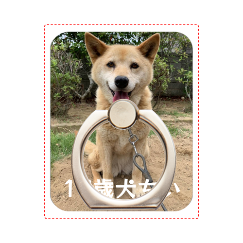 17歳犬ちい　スマホリング スマホリング