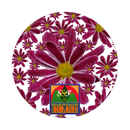 【ビェム.アッシュ】シリーズ…庭に咲いた花　菊 クリアバッジ