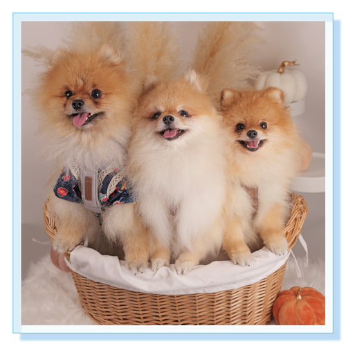 アクリルブロック アクリルブロック (100 x 100mm)