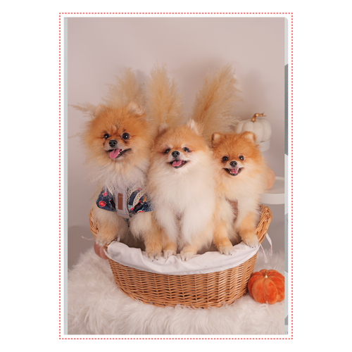 A4クリアファイル A4クリアファイル