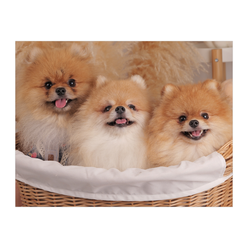 タペストリー(B2サイズ／横) タペストリー(B2サイズ／横)