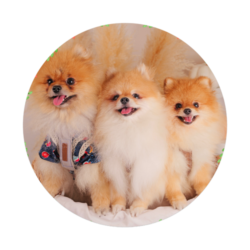 オリジナル缶バッジ(Φ75㎜) オリジナル缶バッジ(Φ75㎜)