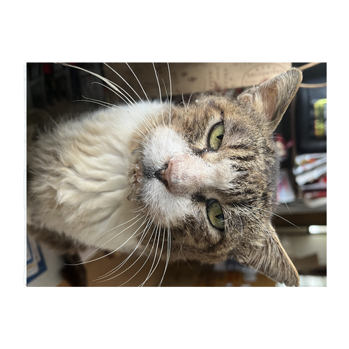 チャー坊 呆れ顔 全面ピクチャースタイルブランケット（Ｓ）