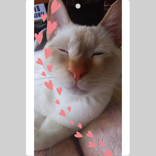 コハクちゃんだよ～ ダイカットアクリルキーホルダー(4×4cm)