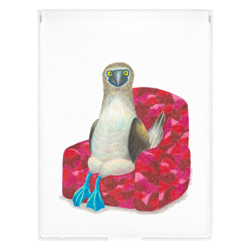 【moco.】アオアシカツオドリの撮影 フロストスクエアミラー（Ｌ）