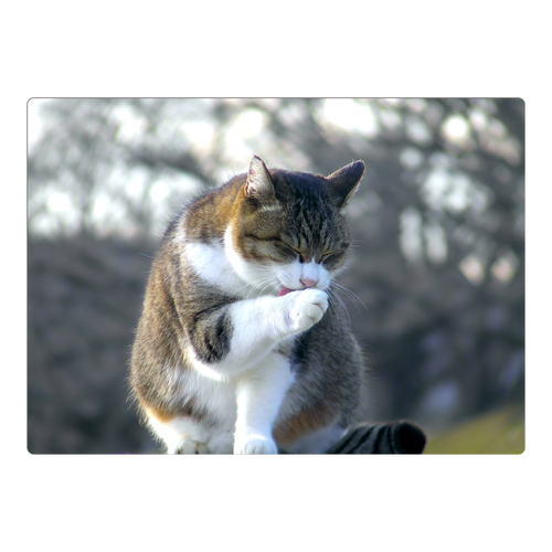 手を舐める猫 A4サイズ パネル｜NEPUJUPI - オリラボマーケット