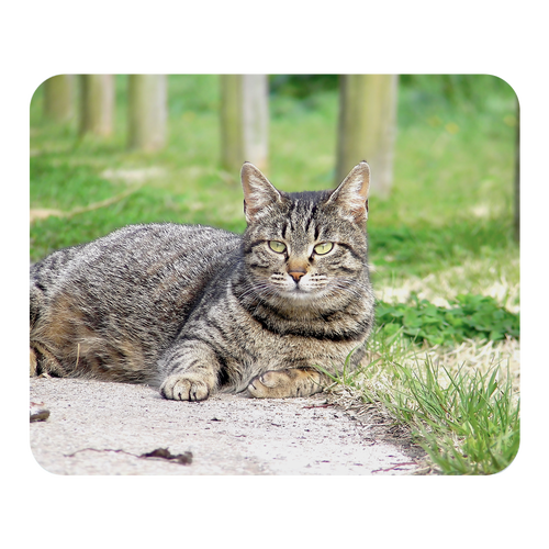 見つめるキジ猫 マウスパッド ソフトマウスパッド スクエア ラージ