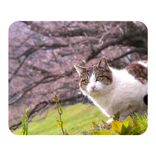 桜とキジ白猫 マウスパッド ソフトマウスパッド スクエア ラージ