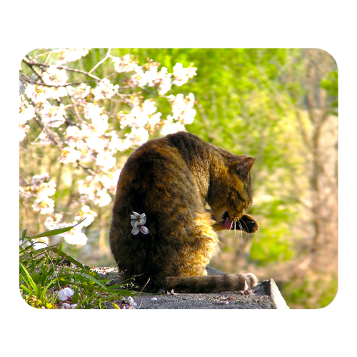 桜とキジ猫 パウスパッド ソフトマウスパッド スクエア ラージ