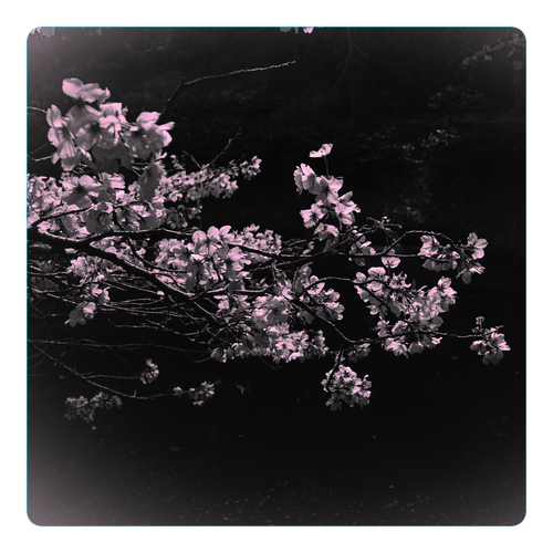 漆黒に咲く和桜 アクリルコースター（四角）