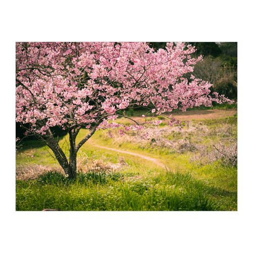 里山の桜 タペストリー(B2サイズ／横)
